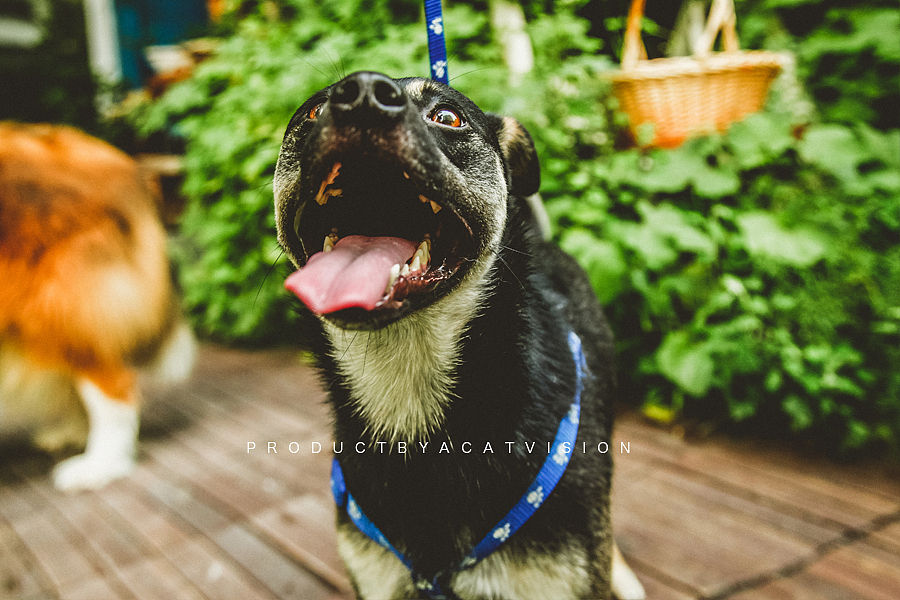 抢镜的中华田园犬。