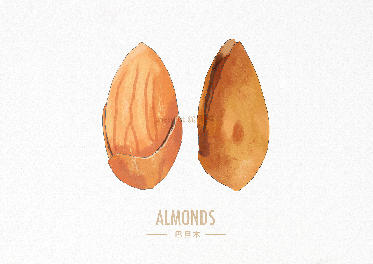 手绘水彩风格坚果一组