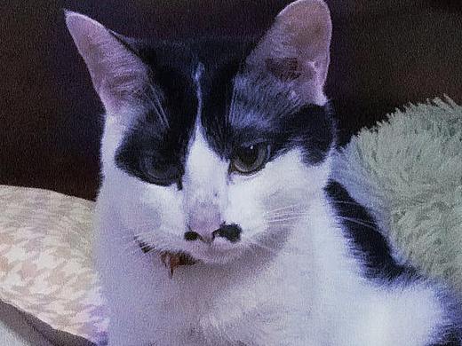 一只发光的猫（个人主页-ZNTcwMTE2MDA=） - 宠物摄影 - 站酷设计师小璃子YY原创素材 - 站酷ZCOOL