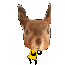 HI~我是爆乳飞（图ZMTc5MzE2NA==） - 宠物摄影 - 站酷设计师pinkmana原创素材 - 站酷ZCOOL