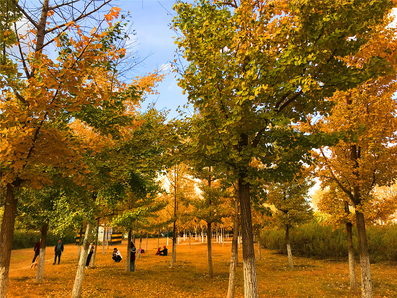 刘勇良手机纪实摄影:金色的秋