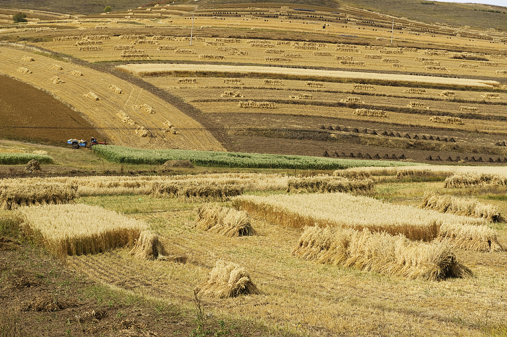 心中的金色草原