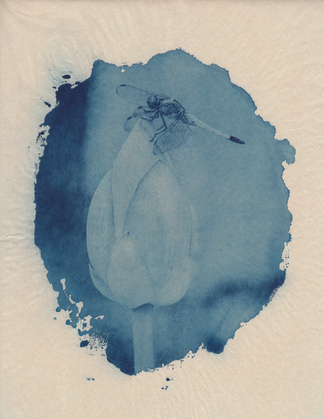 古典印相——宣纸蓝晒|摄影|其他摄影|michael_li - 原创作品 - 站酷