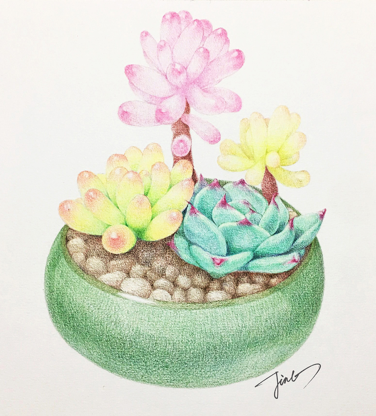 彩铅画作品-多肉植物系列（图ZMjQxOTcyNDg4） - 绘画 - 站酷设计师JINGPP7777原创素材 - 站酷ZCOOL