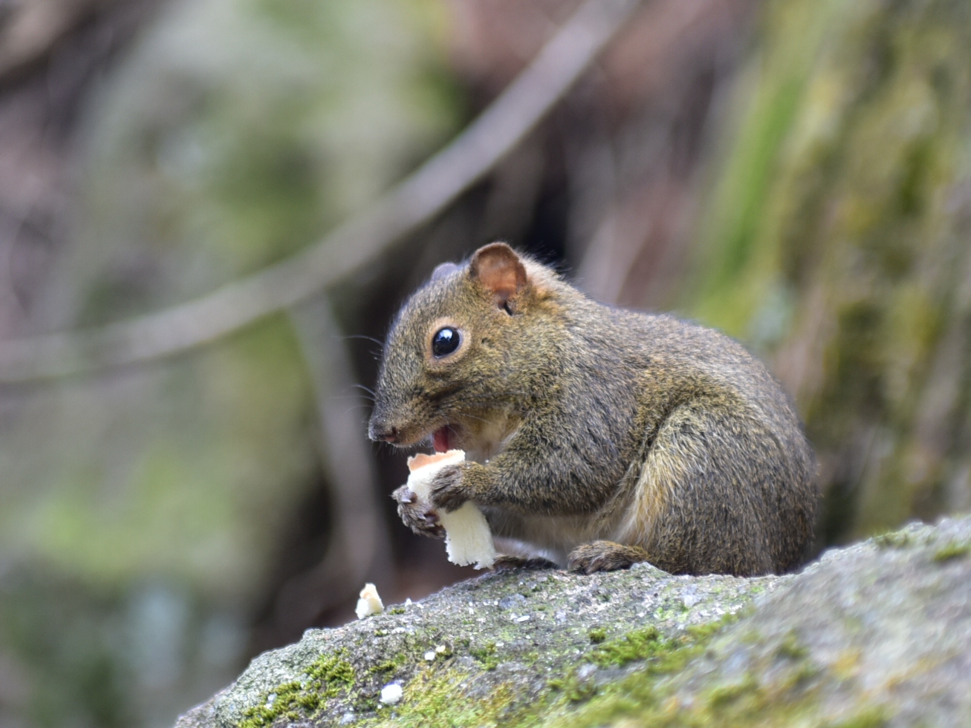 黄山上的小松鼠