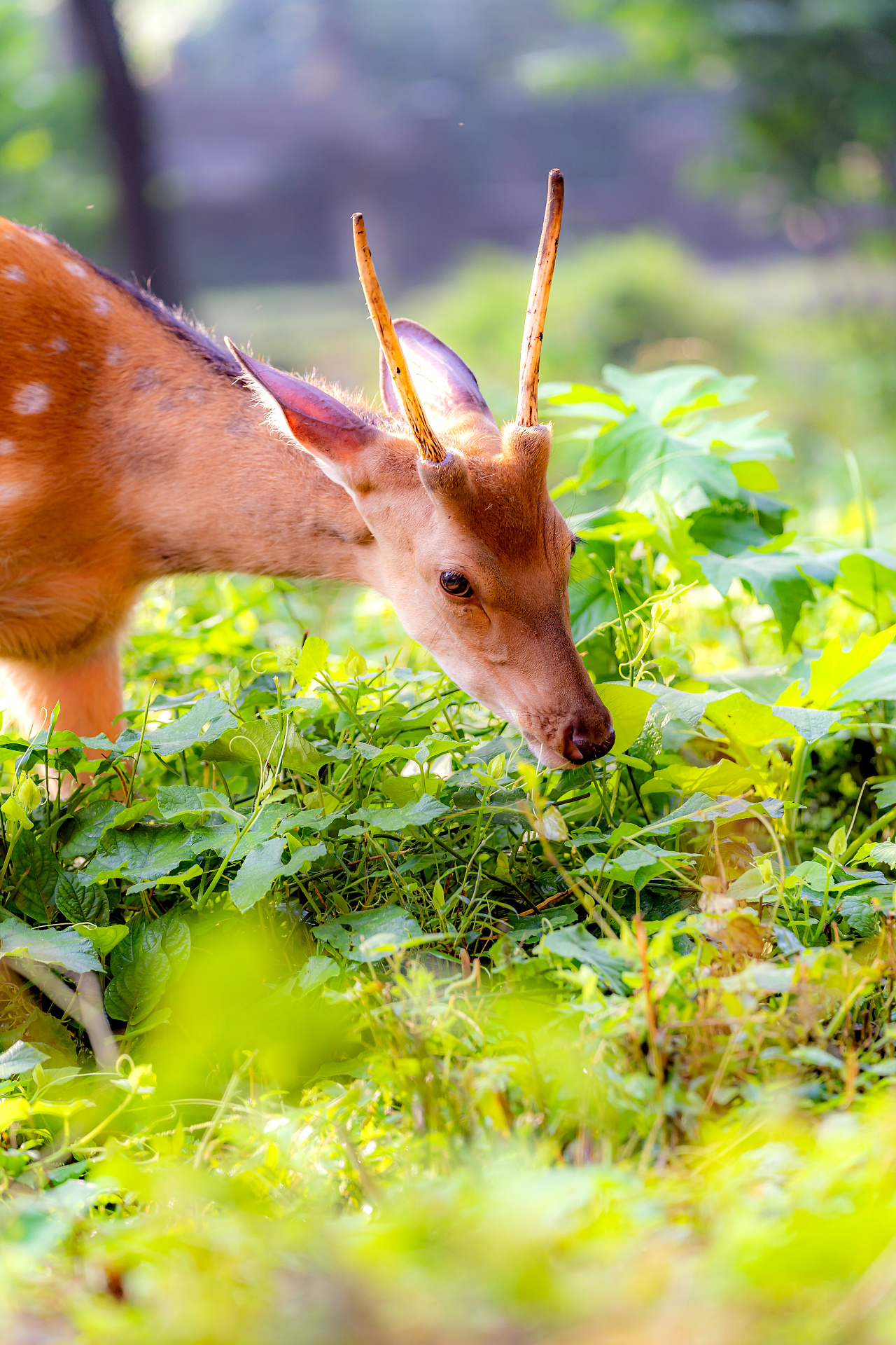 南京·明孝陵·梅花鹿|摄影|宠物摄影|诗说江南 - 原创作品 - 站酷