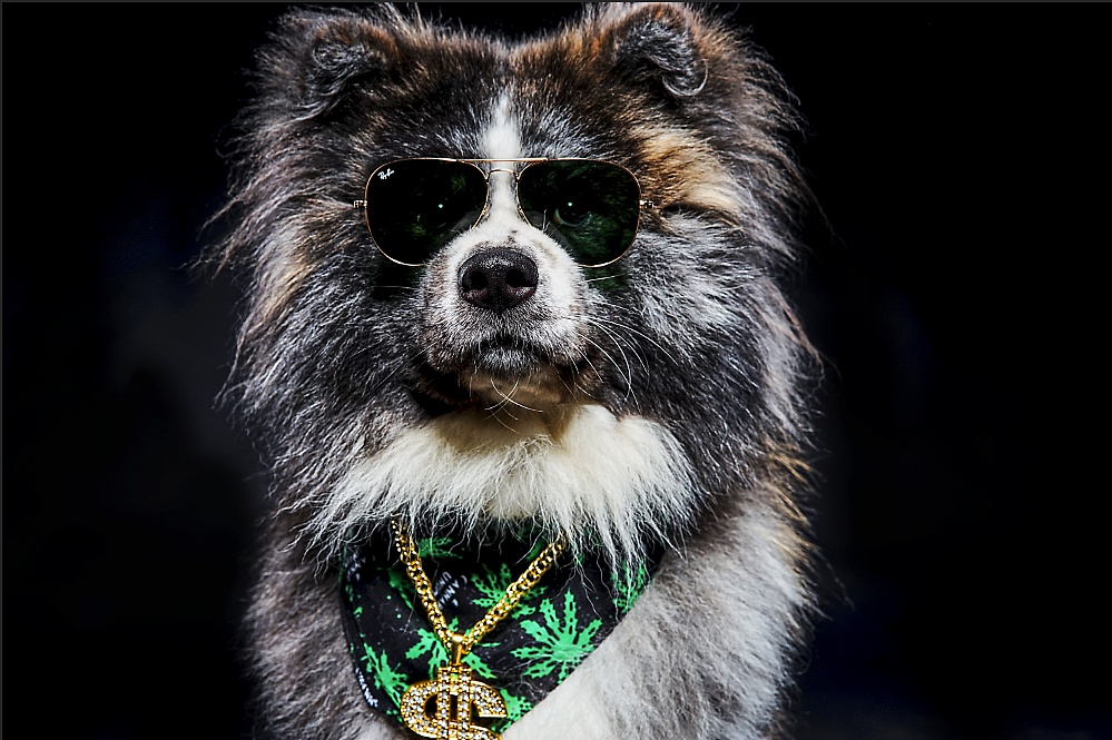 社会摄影师的社会狗