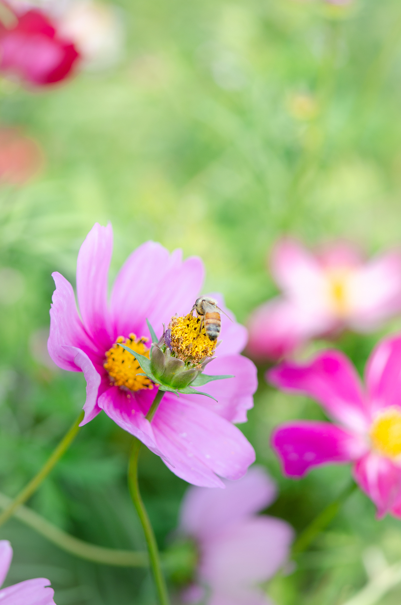 回归我的田园生活