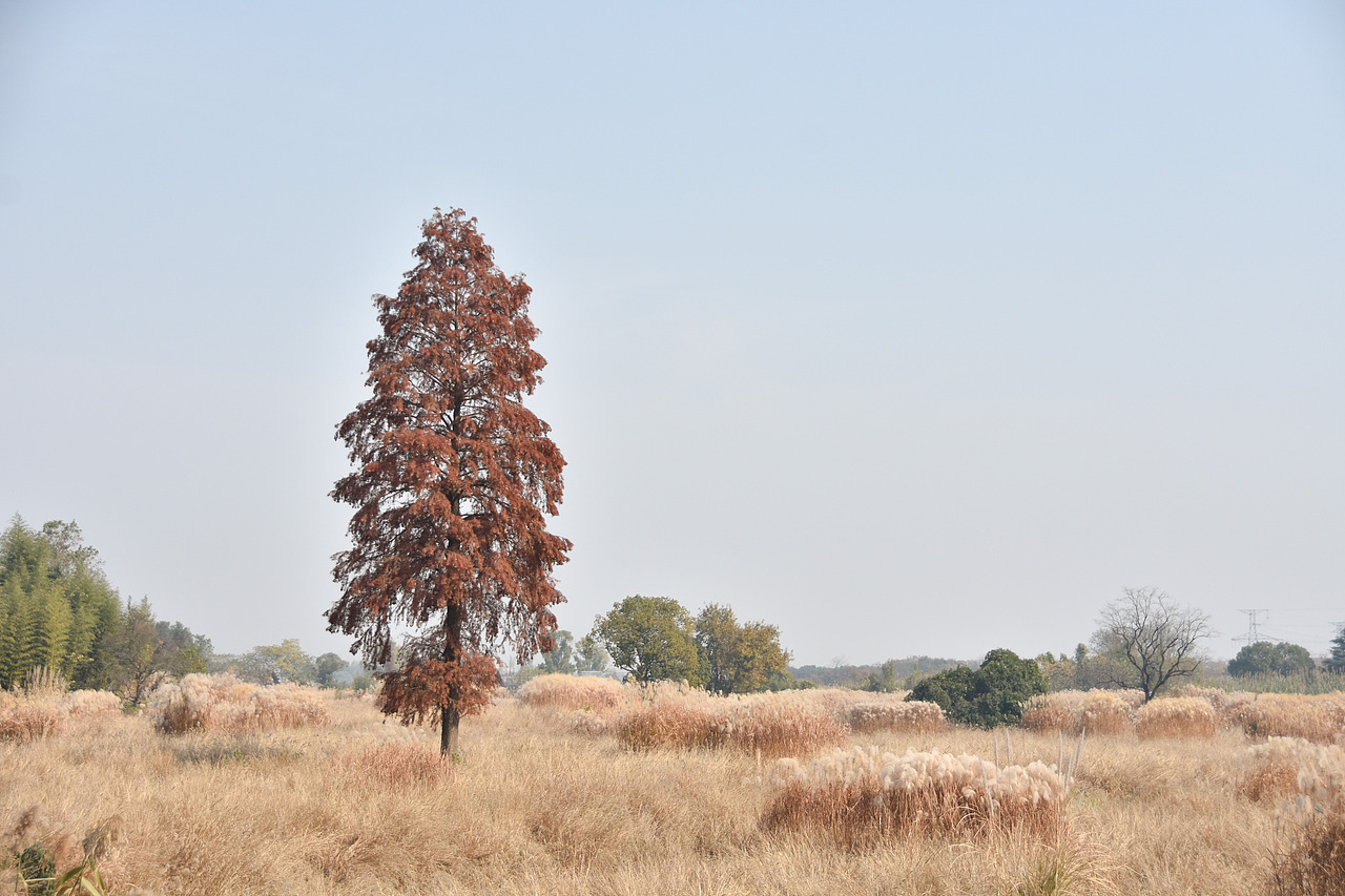 杭州良渚摄影秋天动画世界