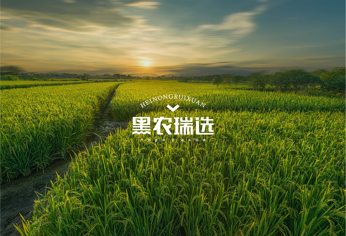 黑农瑞选农产品VI设计,农产品包装设计(图ZMjA3MjYwODQw) - 品牌 - 站酷设计师毒柚包装设计原创素材 - 站酷ZCOOL