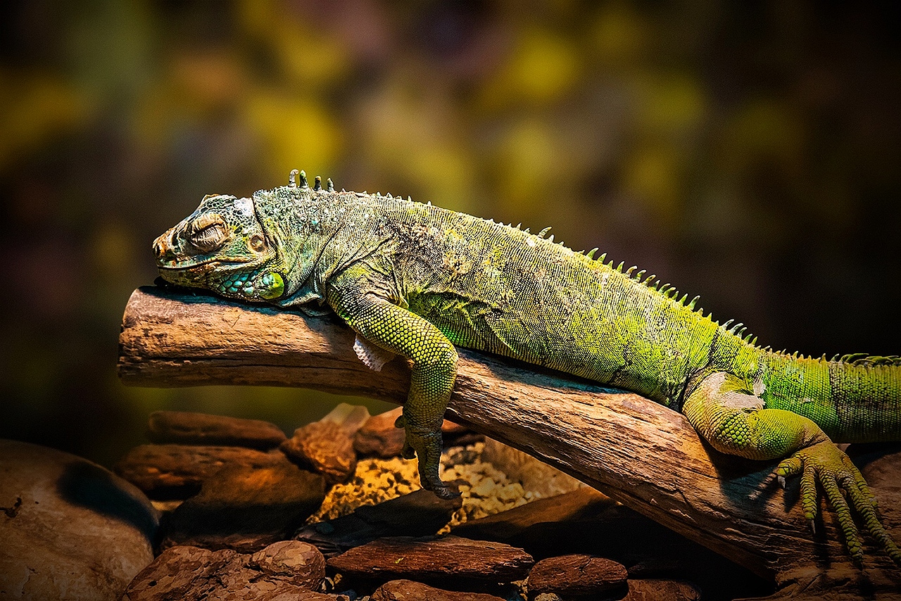 昆蟲館（圖ZNDMyMTYyMTY=） - 寵物攝影 - 站酷設計師克里空原創(chuàng)素材 - 站酷ZCOOL
