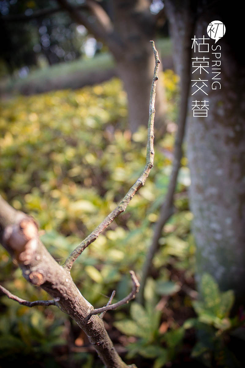 初春，枯荣交替（图ZMjQ2MjM3NTI=） - 风光摄影 - 站酷设计师ccy崔原创素材 - 站酷ZCOOL