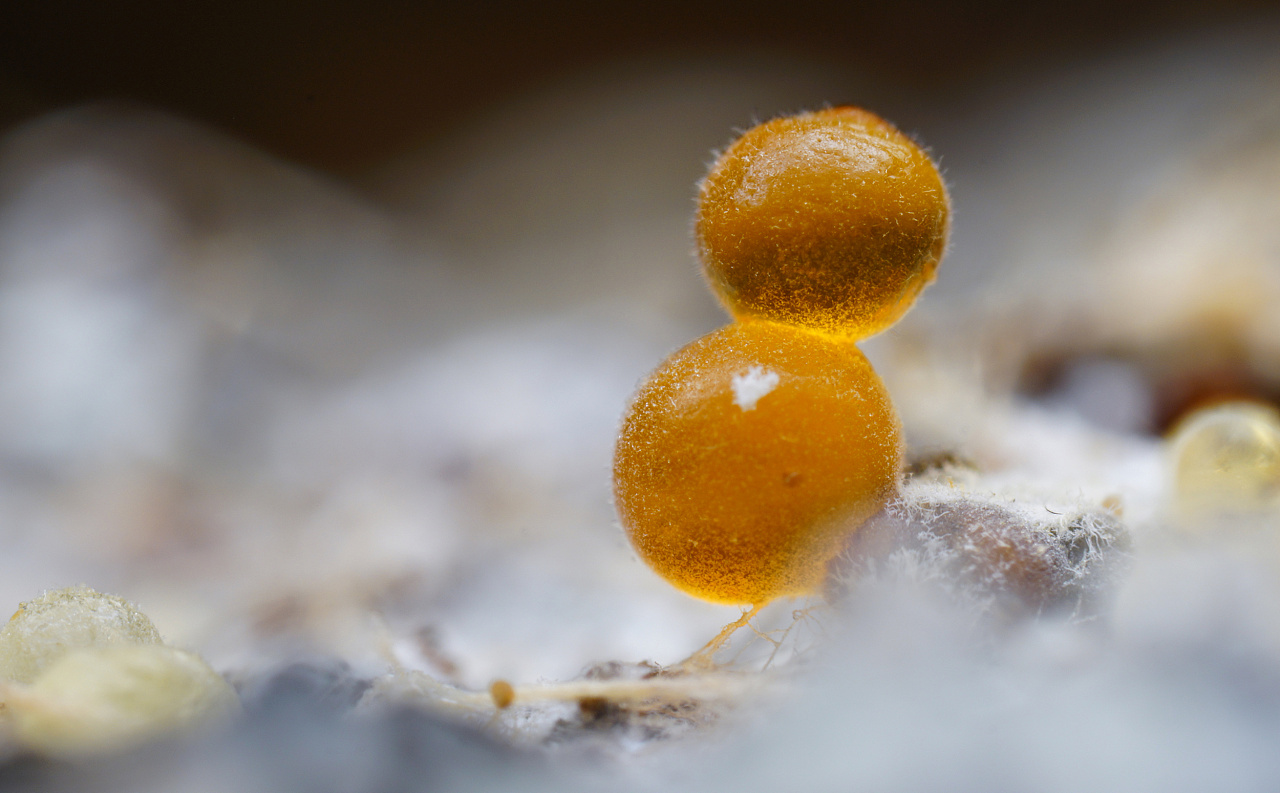 微小的【黏菌】世界 大自然的鬼斧神工|摄影|风光摄影|瓜哥微距摄影 - 原创作品 - 站酷 (ZCOOL)