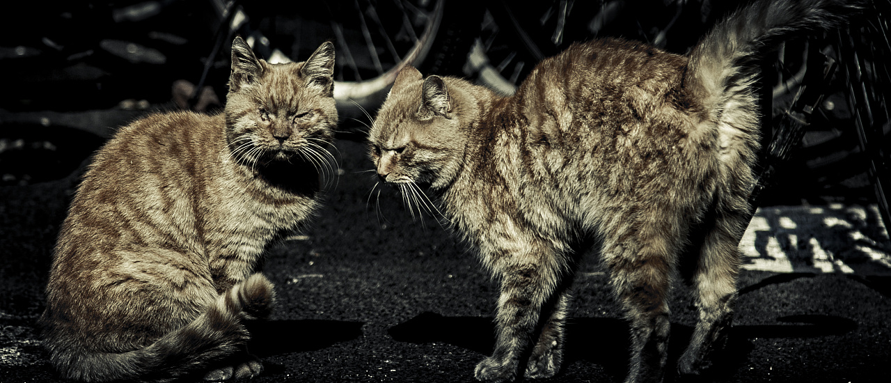 (误)摄影师获准拍摄黑帮真实生活|摄影|动物|晟晟晟晟 - 原创作品
