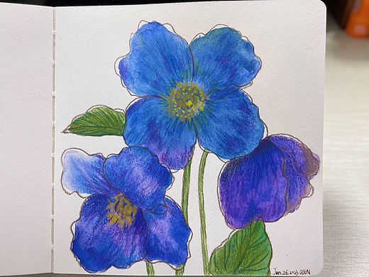 手绘水彩插画-花