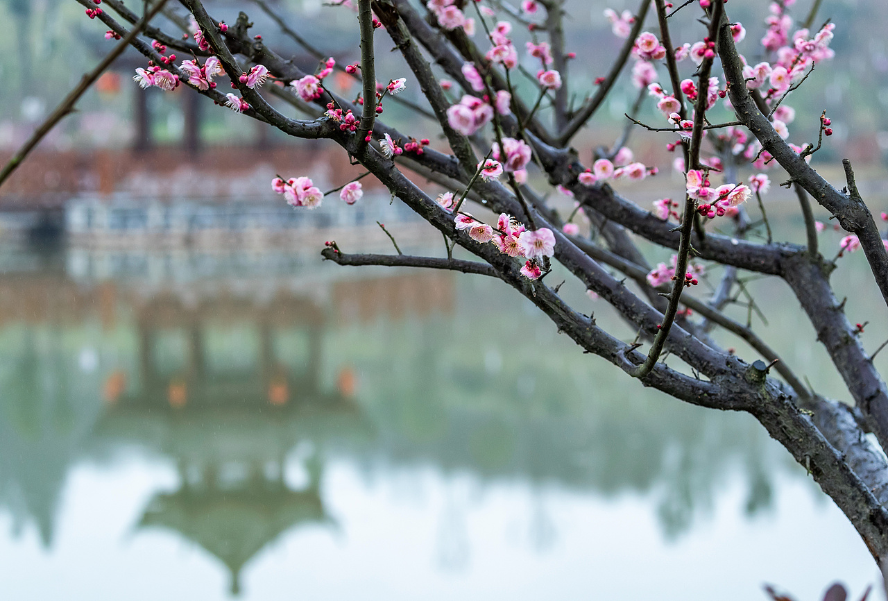 2019年1月30日,重庆市南川区生态大观园梅花园里的梅花娇艳绽放。