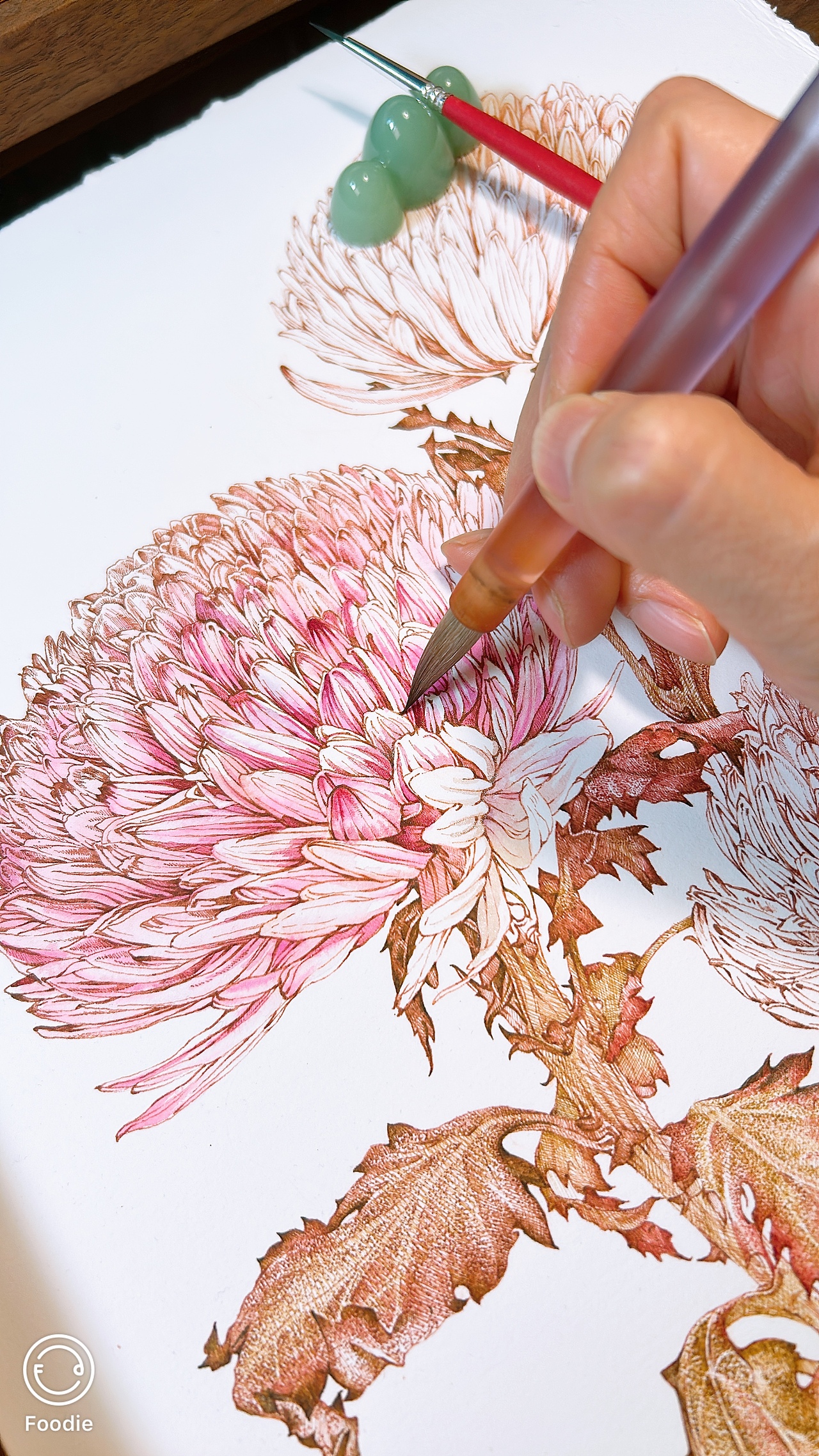 蘸水笔针管笔｜牡丹菊（吸色）