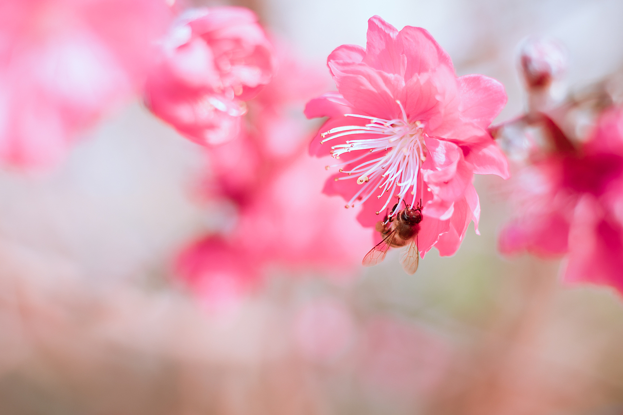 20190127 广州石马桃花园（图ZMTQzMzgxNzY0） - 风光摄影 - 站酷设计师Air416原创素材 - 站酷ZCOOL