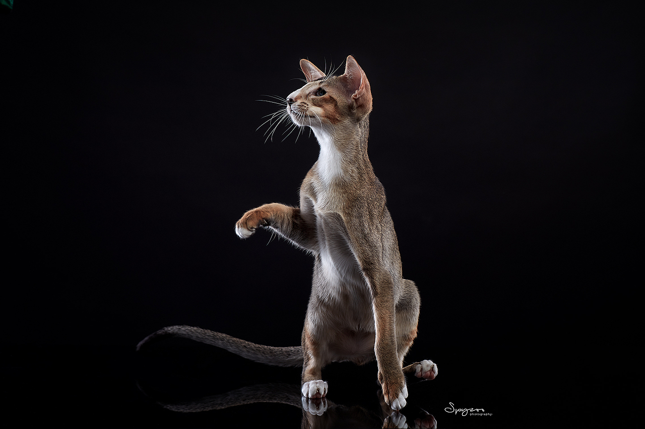 东方短毛猫天津影棚拍攝九月(图ZMjI1NTY5MzY0) - 宠物摄影 - 站酷设计师spyzoo原创素材 - 站酷ZCOOL