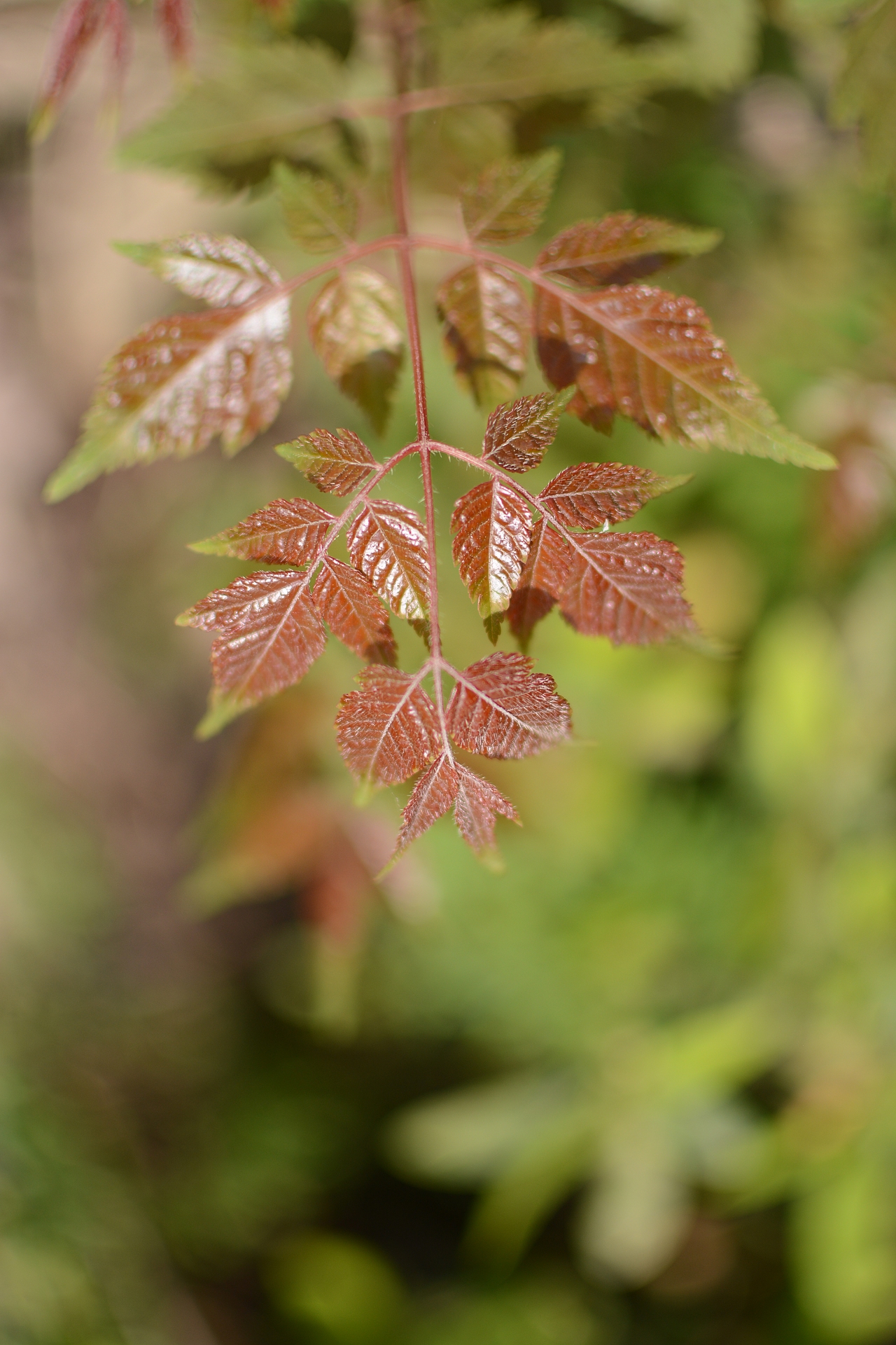良渚文化村的花花草草
