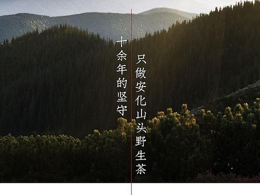 茶详情/安化黑茶/茶