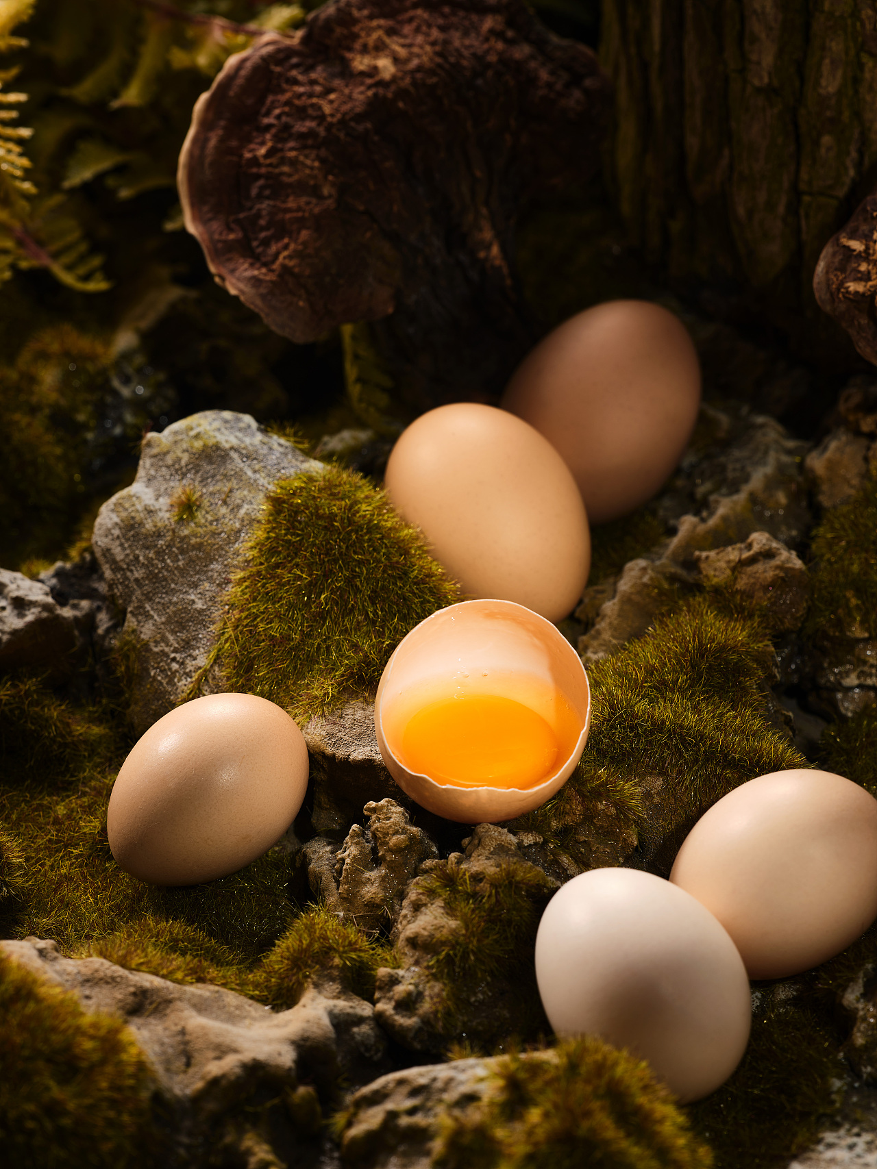 灵芝鸡蛋woodkailiustudio