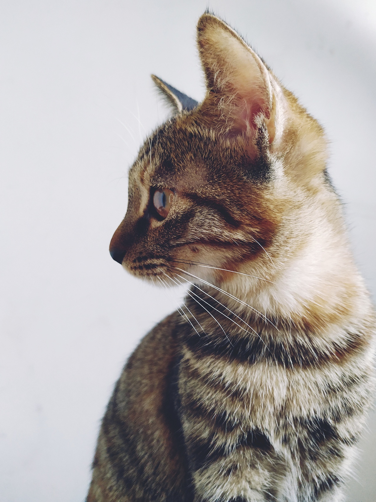 我今天想晒猫了（图ZMTU1NDM3Mzcy） - 宠物摄影 - 站酷设计师大何呵呵原创素材 - 站酷ZCOOL