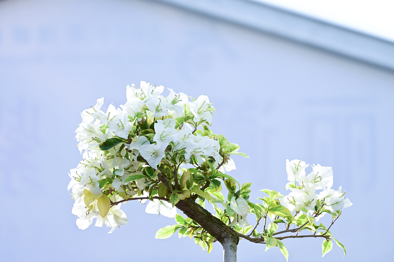 摄影、花、荷花（图ZMzYwNTQ1Njky） - 风光摄影 - 站酷设计师clEVad原创素材 - 站酷ZCOOL