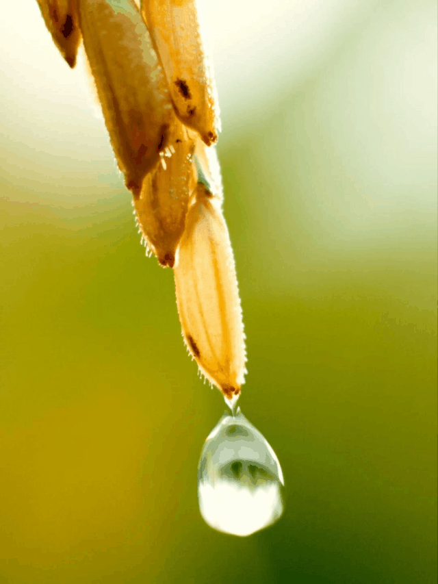 大米视频拍摄|产品视频拍摄|产品摄影武汉电商视频拍摄（图ZMzQ5NDkzMTE2） - 产品摄影 - 站酷设计师锐锋摄影RUIFENG原创素材 - 站酷ZCOOL