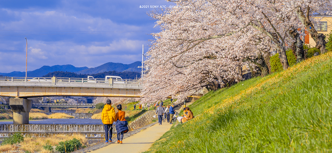 鸭川樱花季 | photo | 雾里学家scientis | 18