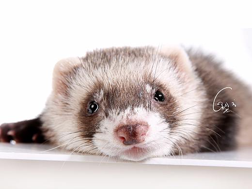 我家百事（个人主页-ZMjk3MzExNDQ=） - 宠物摄影 - 站酷设计师梨梨公举原创素材 - 站酷ZCOOL