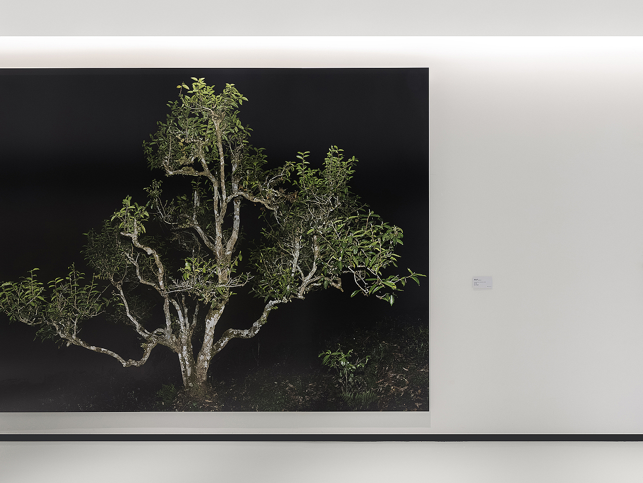 沉浸体验时代，雨林古树茶的体验之旅（图ZMjk0OTg3MTEy） - 展陈设计 - 站酷设计师容品牌原创素材 - 站酷ZCOOL