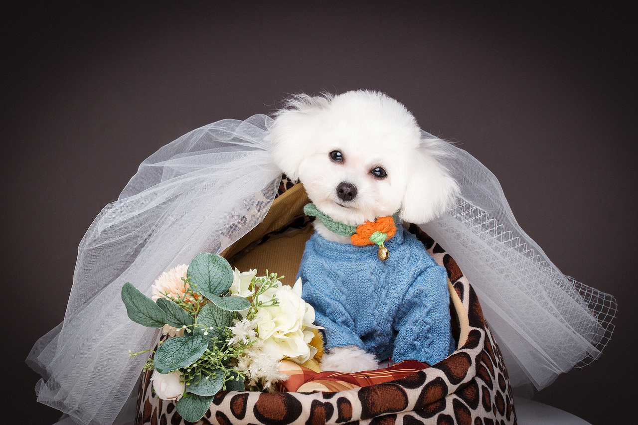 比熊肖像（图ZMjM1MzEzNTI4） - 宠物摄影 - 站酷设计师薄荷味的笑原创素材 - 站酷ZCOOL