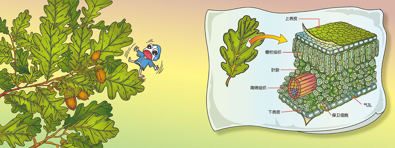 森林日记（图ZNDI3MjUyMDA=） - 儿童插画 - 站酷设计师我是小小鲨原创素材 - 站酷ZCOOL