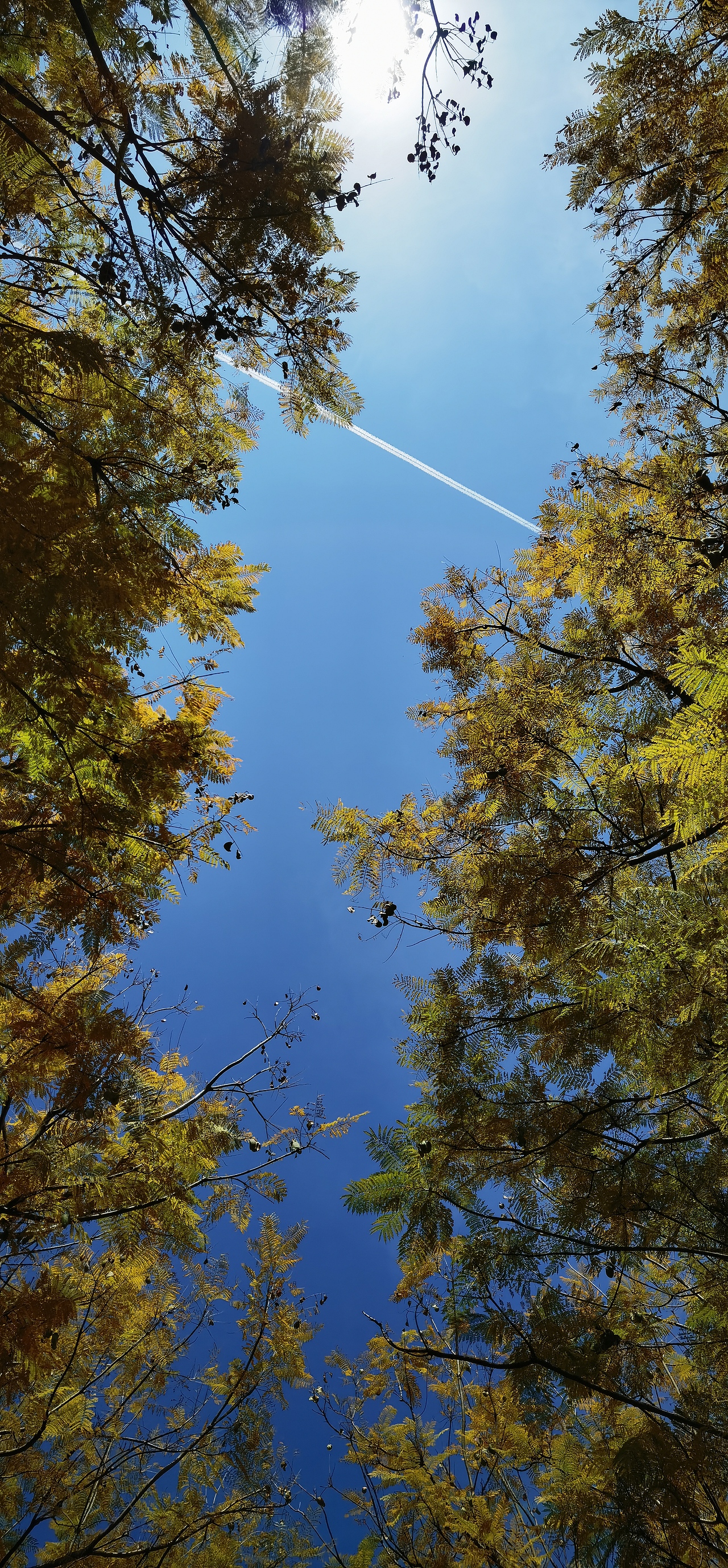 春天里的蓝花楹（图ZMjkxNDg2Mjg0） - 其他摄影 - 站酷设计师林超的小屋原创素材 - 站酷ZCOOL