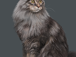 缅因猫，画世界板绘。