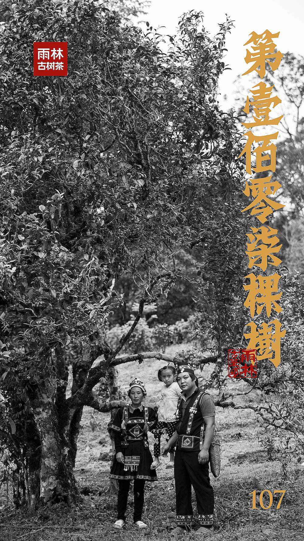容品牌:雨林古茶坊-108棵树产品包装设计与整体策划(图ZMTAyMzg1MDgw) - 包装 - 站酷设计师容品牌原创素材 - 站酷ZCOOL