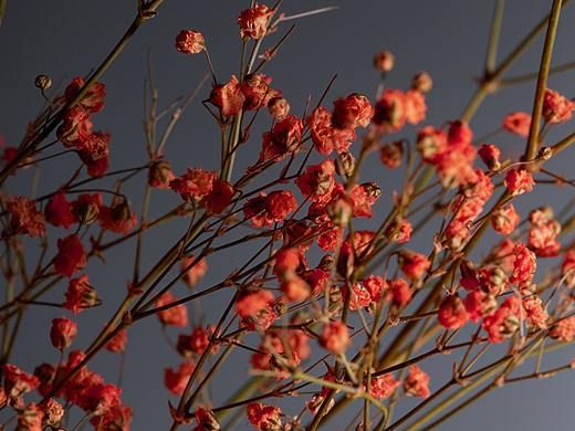 干花