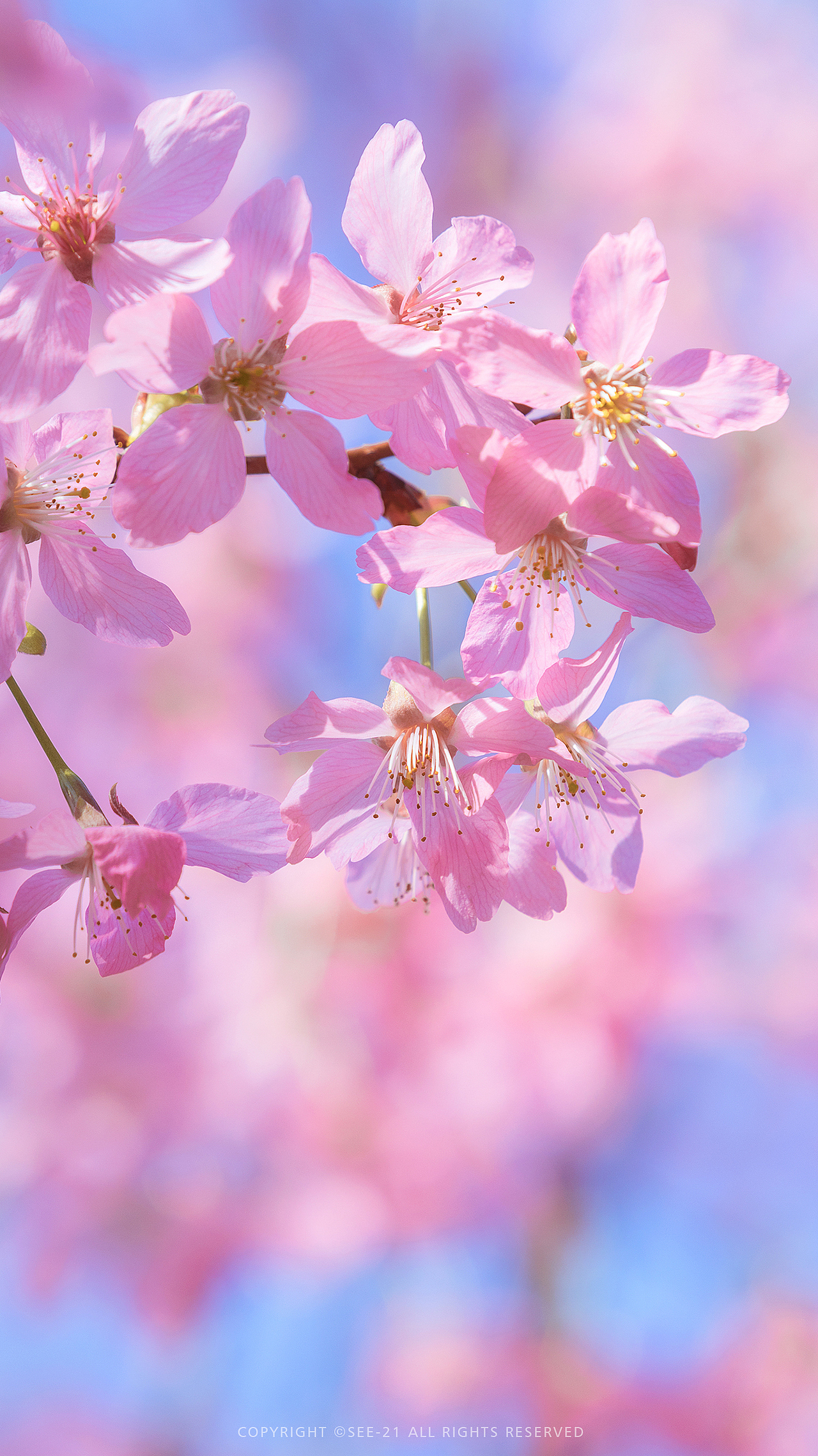 SAKURA 🌸 桜花（图ZMjQ2MDU4NDA0） - 风光摄影 - 站酷设计师See21原创素材 - 站酷ZCOOL