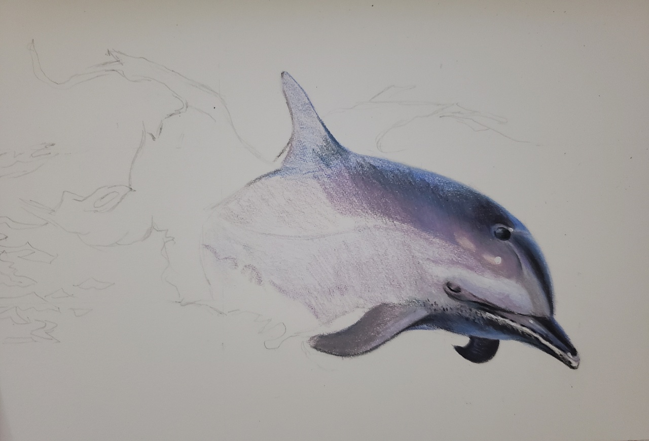 彩铅-海豚|纯艺术|绘画|懒花儿 - 原创作品 - 站酷 (zcool)