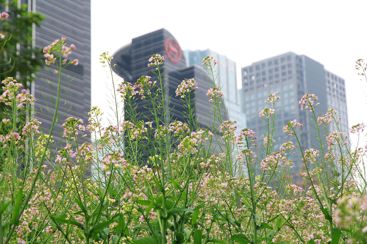 静物摄影 | 油菜花盛开啦