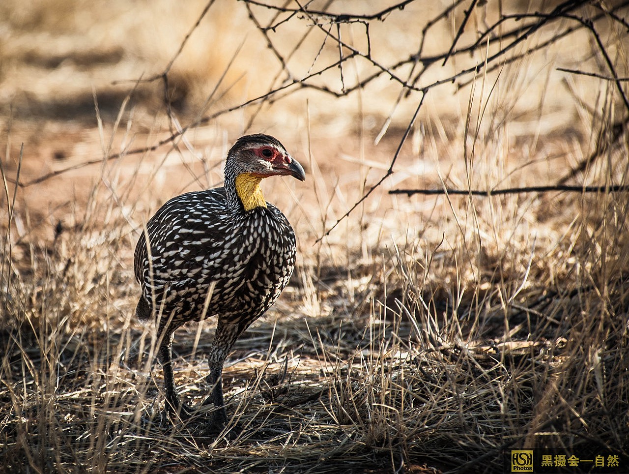 黄颈裸喉鹧鸪,分布于非洲中南部地区(包括阿拉伯半岛的南部、撒哈拉沙漠(北回归线)以南的整个非洲大陆。)