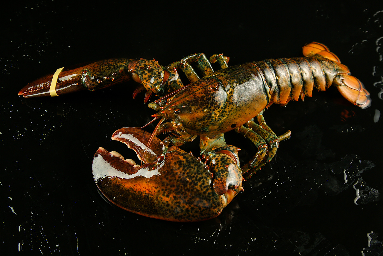 美食摄影丨一组生猛海鲜