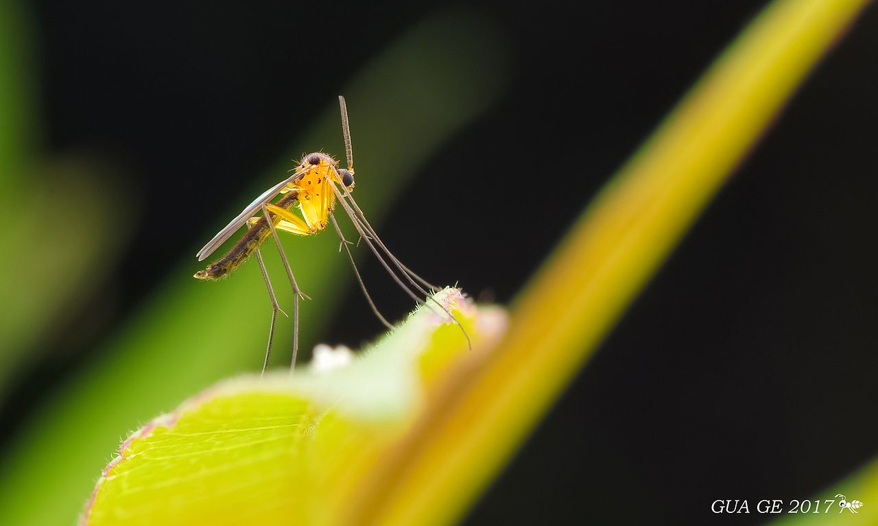 瓜哥生态篇-微距的魅力无处不在（图ZODY0NTM5ODA=） - 风光摄影 - 站酷设计师瓜哥微距摄影原创素材 - 站酷ZCOOL