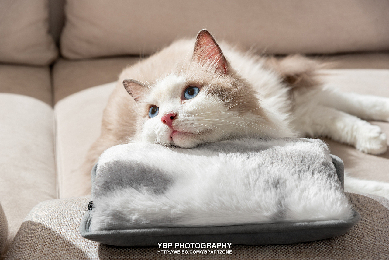 产品摄影 | 暖水袋 x 臻邦