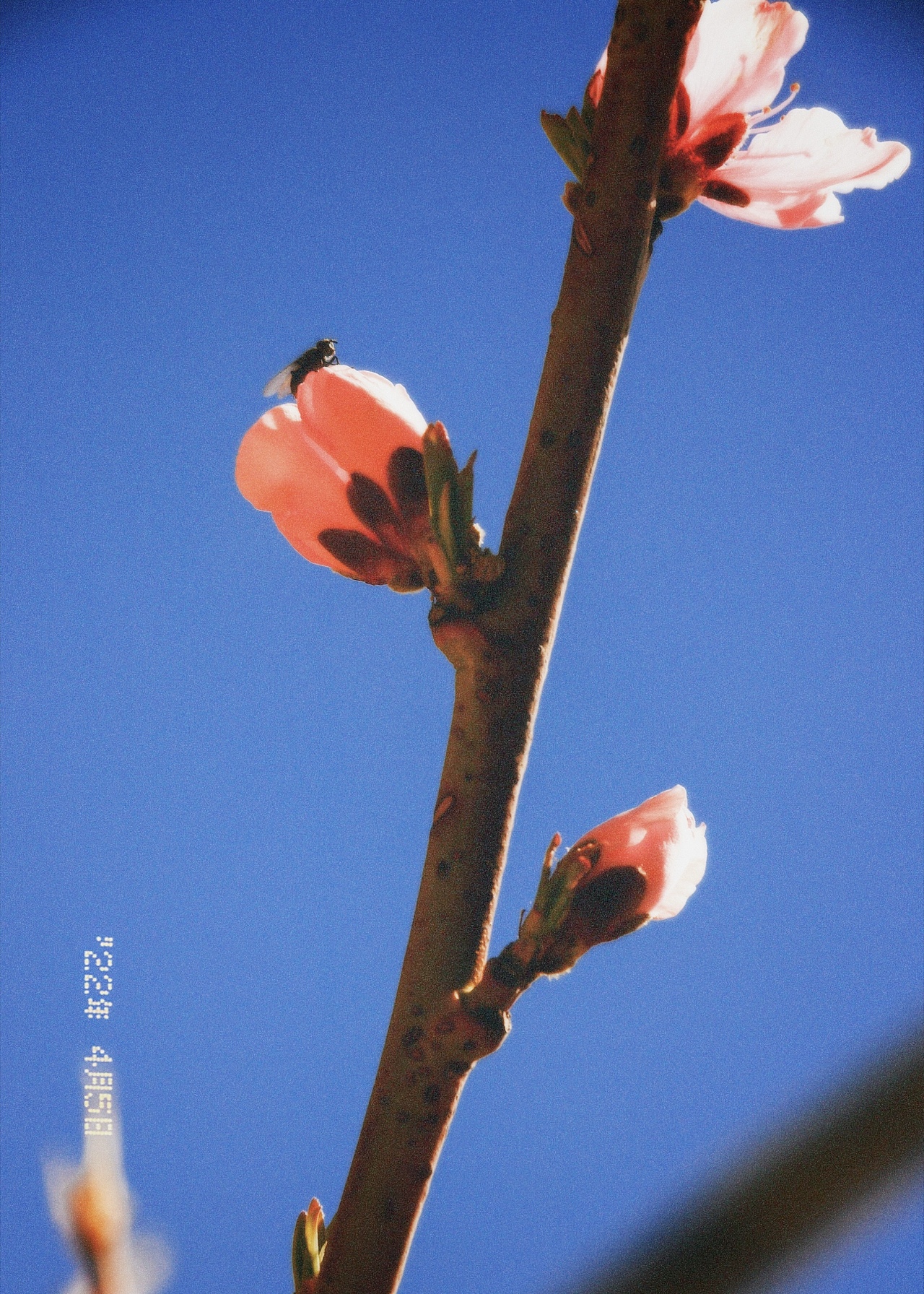 所谓浪漫就是有花有你🌺💐