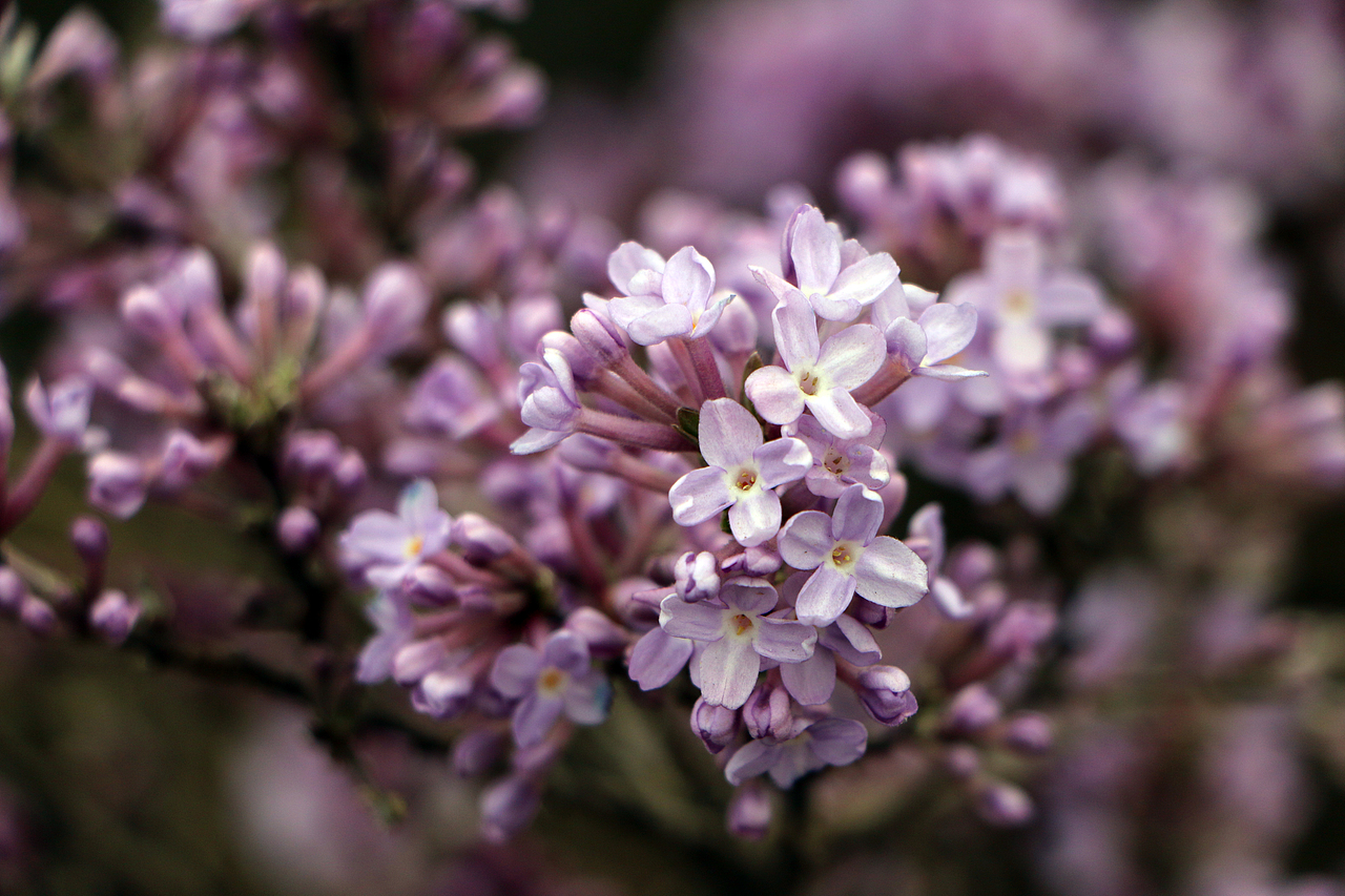 早春山上的不知名小紫花