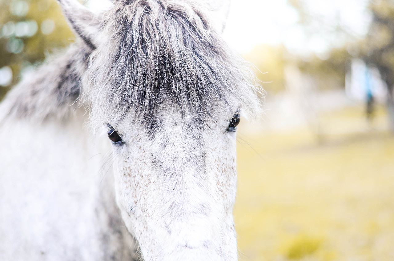 漠河北极村,一匹很帅的白马