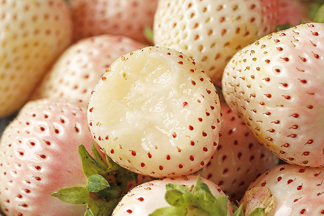 淡雪白草莓部分客片丨飞鸟电商—专注生鲜电商拍摄设计