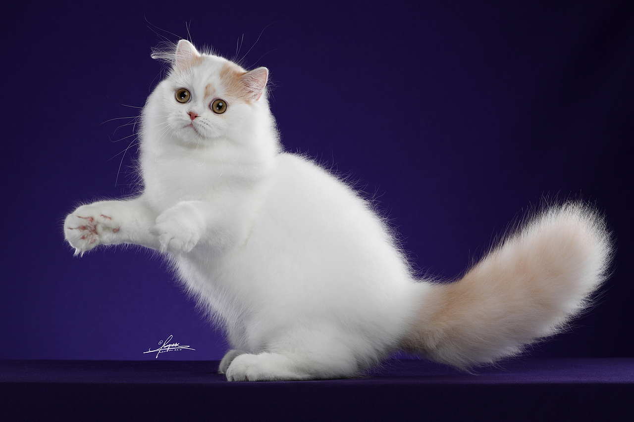 布偶猫-AMYWORKS探须视觉